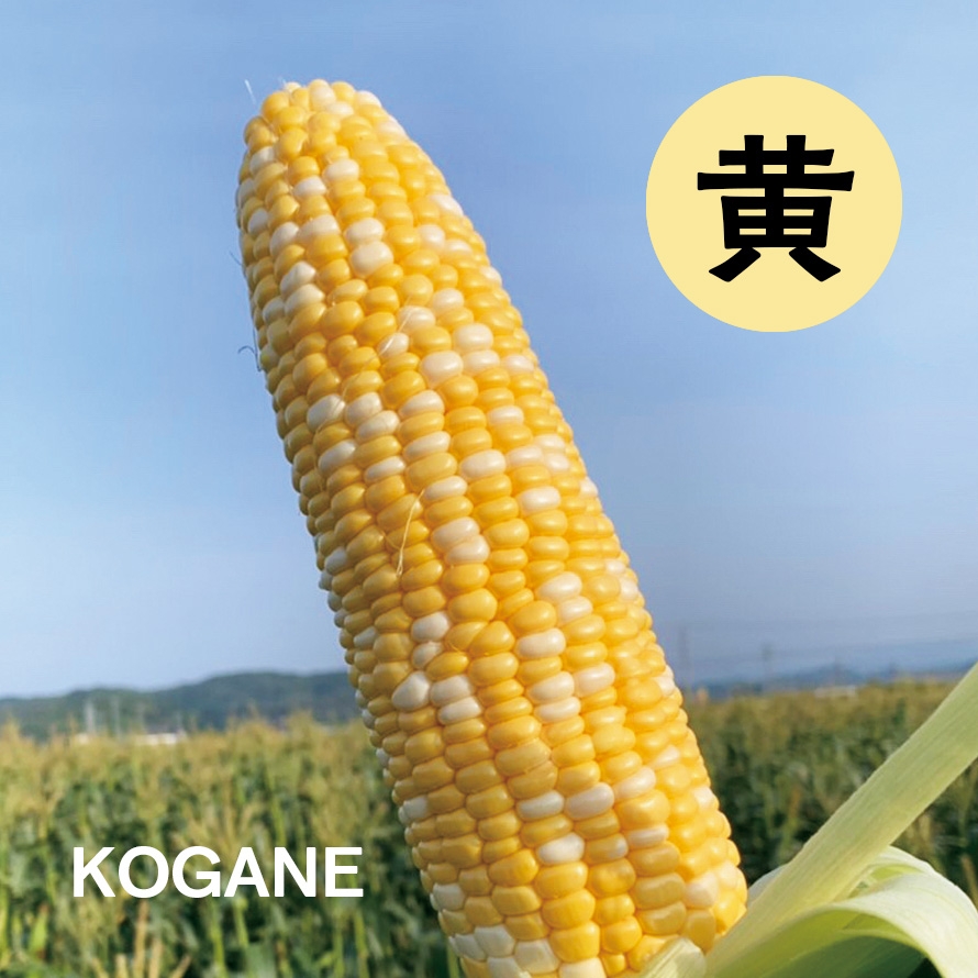 giam！　静岡県遠州森のとうもろこし10本 朝採り 産地直送 森町産 朝採れとうもろこし ※限定数完売しました｜きみくら