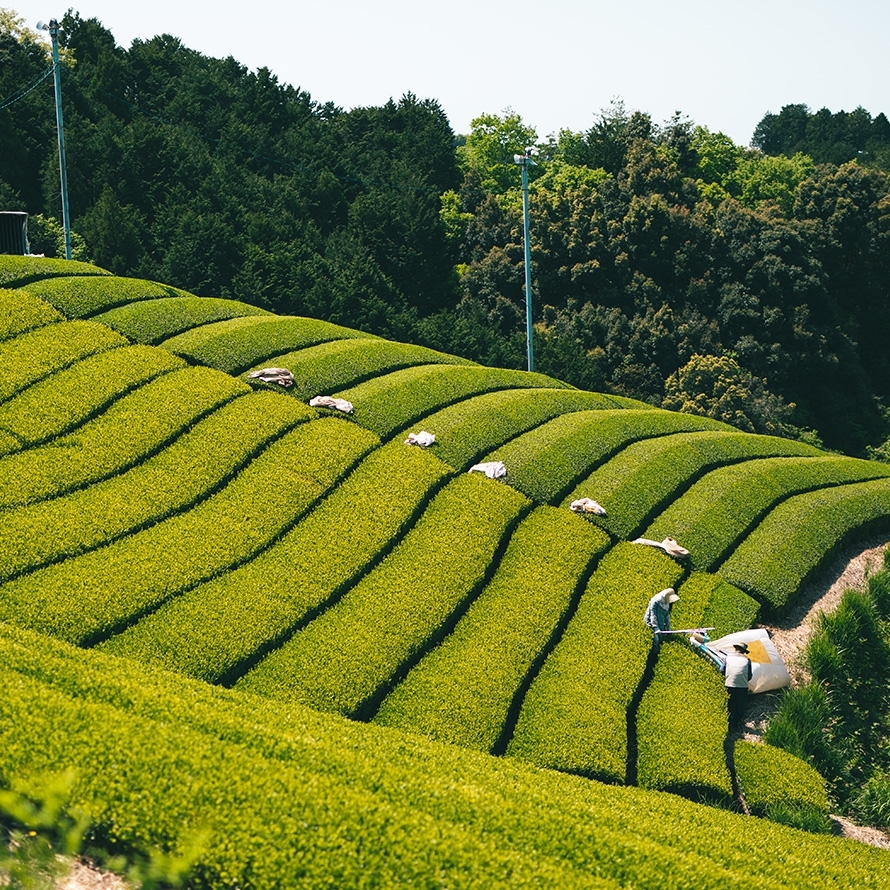 鐵舟茶掛 茶器/茶道具 掛軸（掛け軸）】 一行 江上数峰青 足立泰道筆 – 今屋静香園
