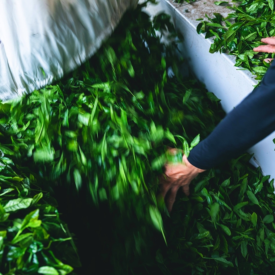 掛川茶ペットボトル -伝統製法深蒸し茶- 350mL×24本｜きみくら