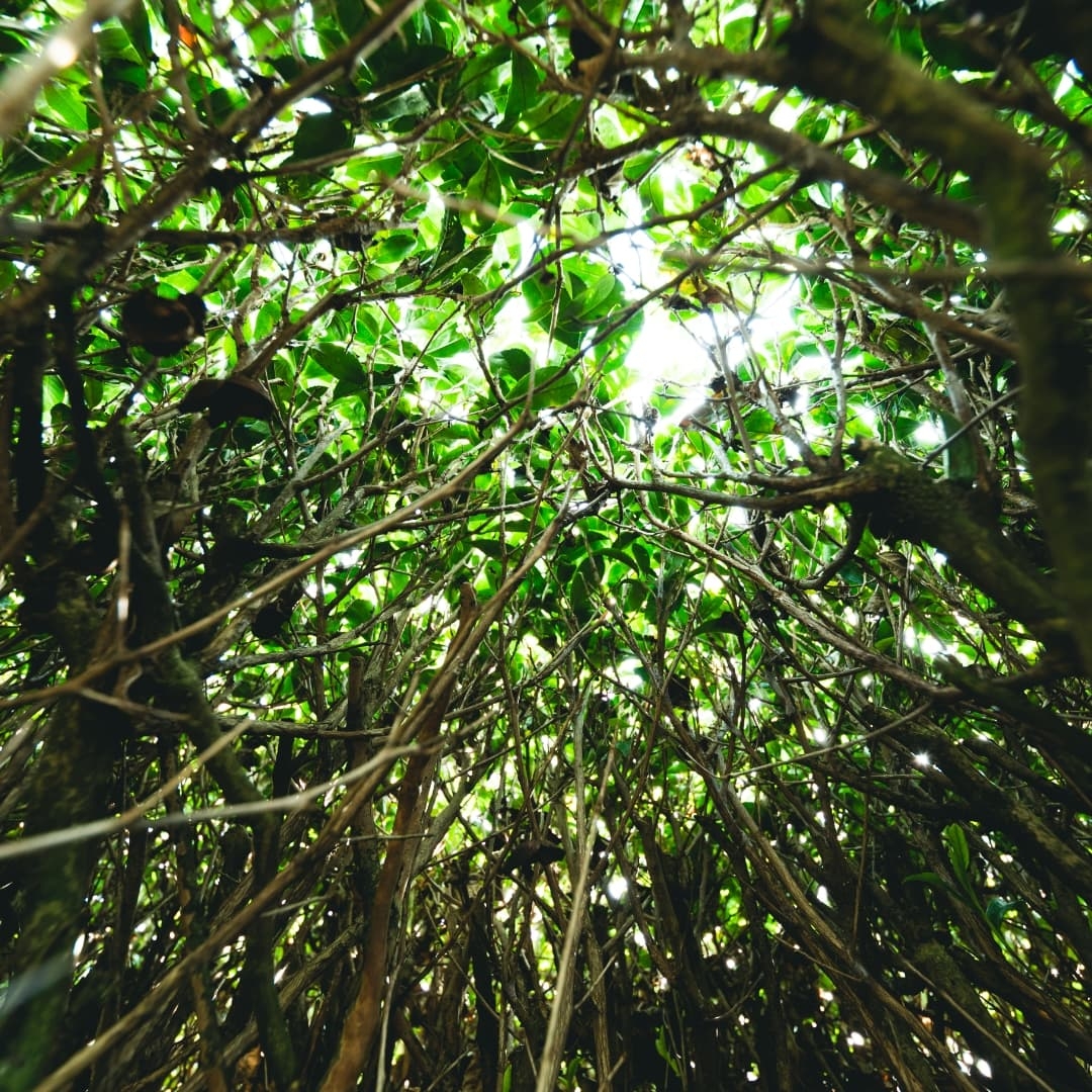 個性が際立つ品種茶｜きみくらオンラインショップ